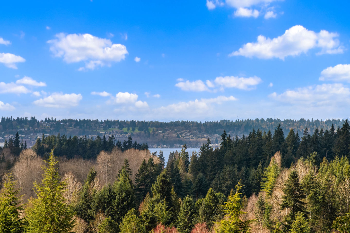 The Pine Image 27