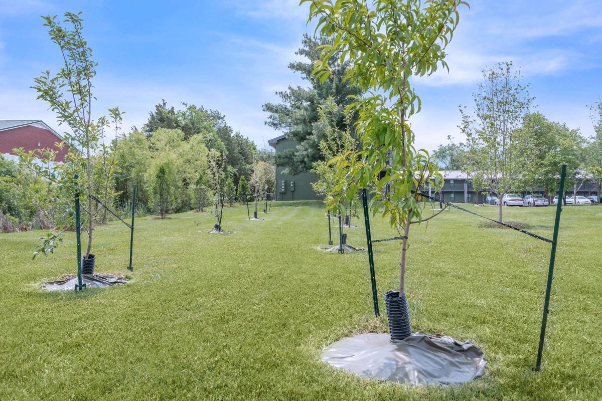 Alder Terrace Image 71