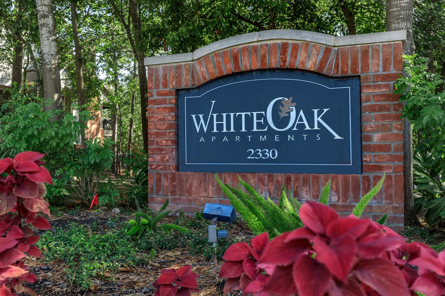 White Oak Image 7