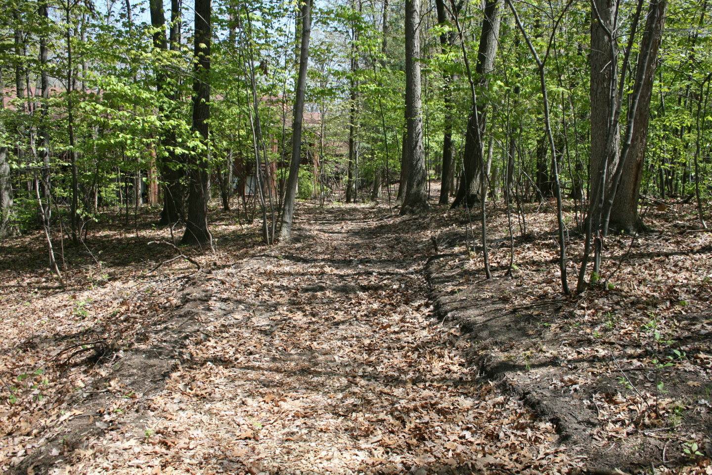 Deer View Image 31