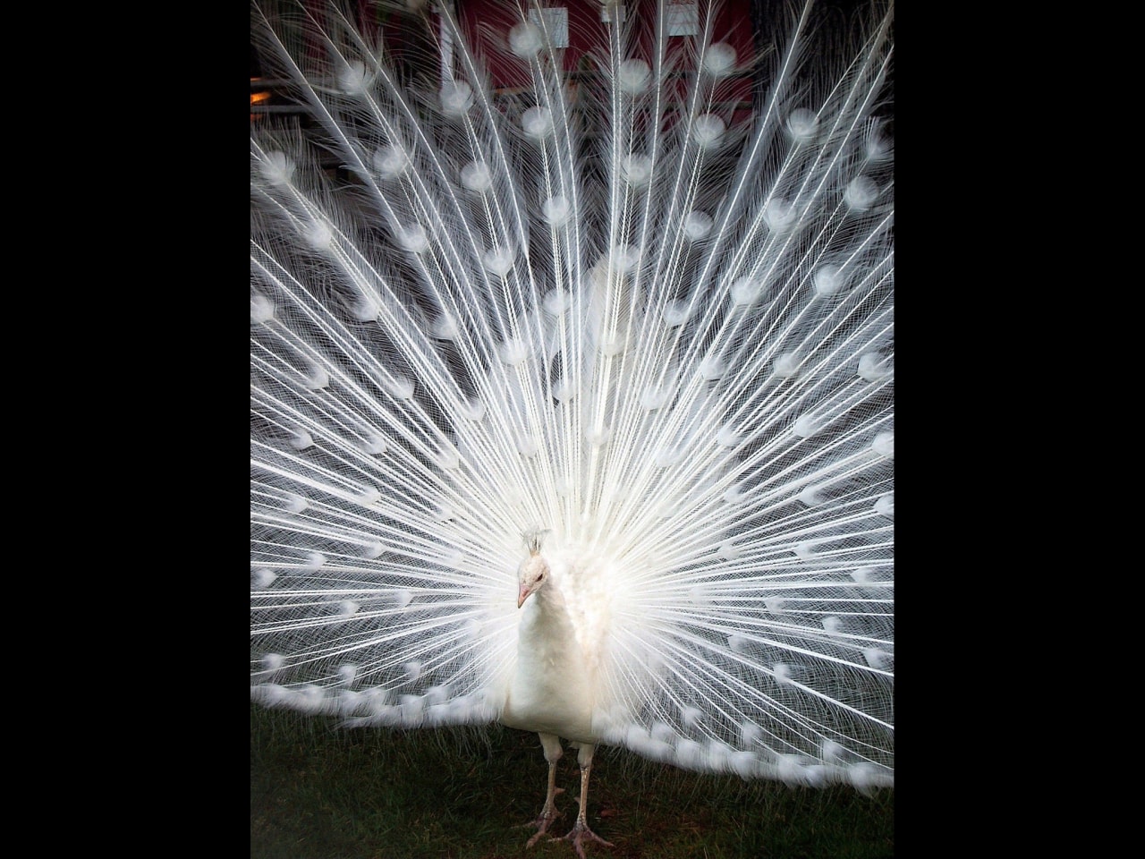 The Peacock Image 5