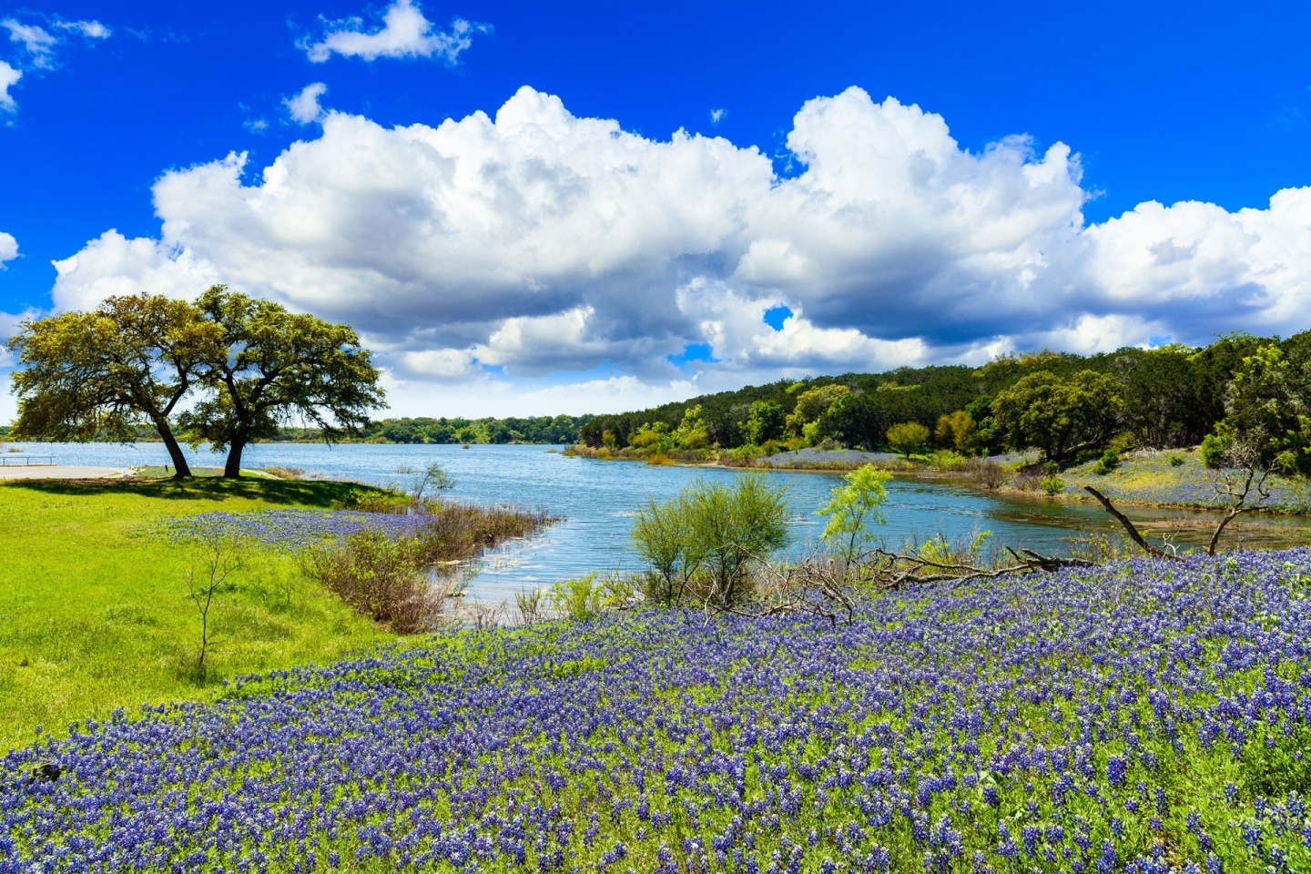 Yaupon by Windsor Image 35