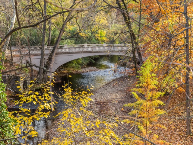 Harvard Village Image 81