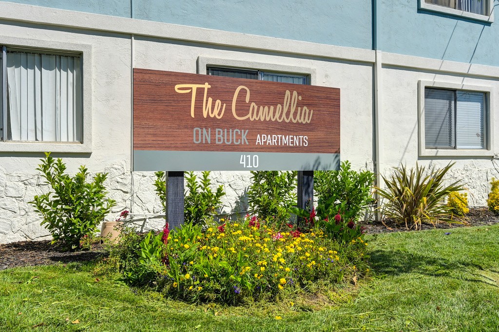 Camellia on Buck Image 8