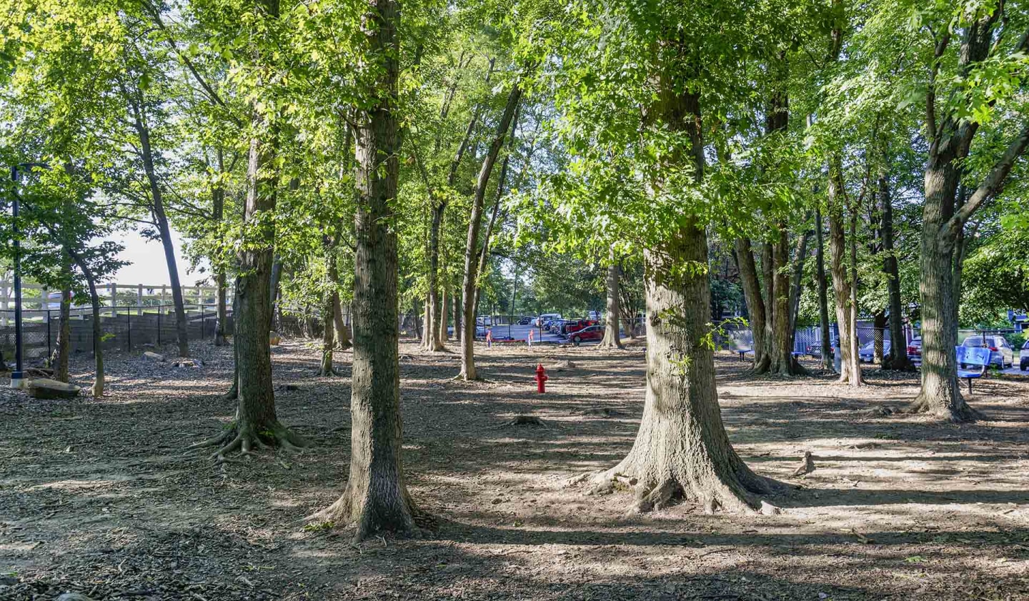 Bent Tree Image 20