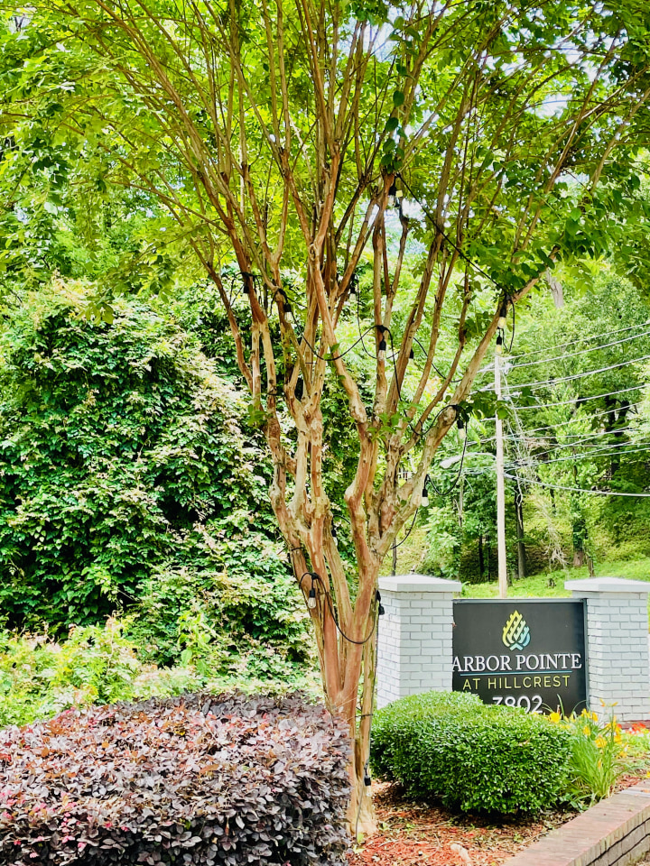 Arbor Pointe at Hillcrest Image 31