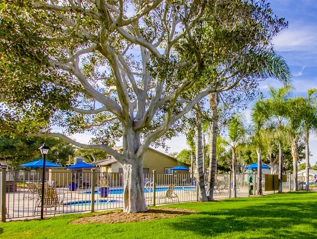 Mesa Village Image 6