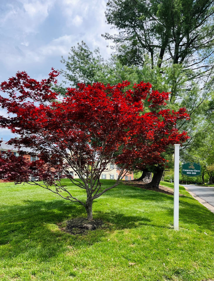 Merrick Place Image 61