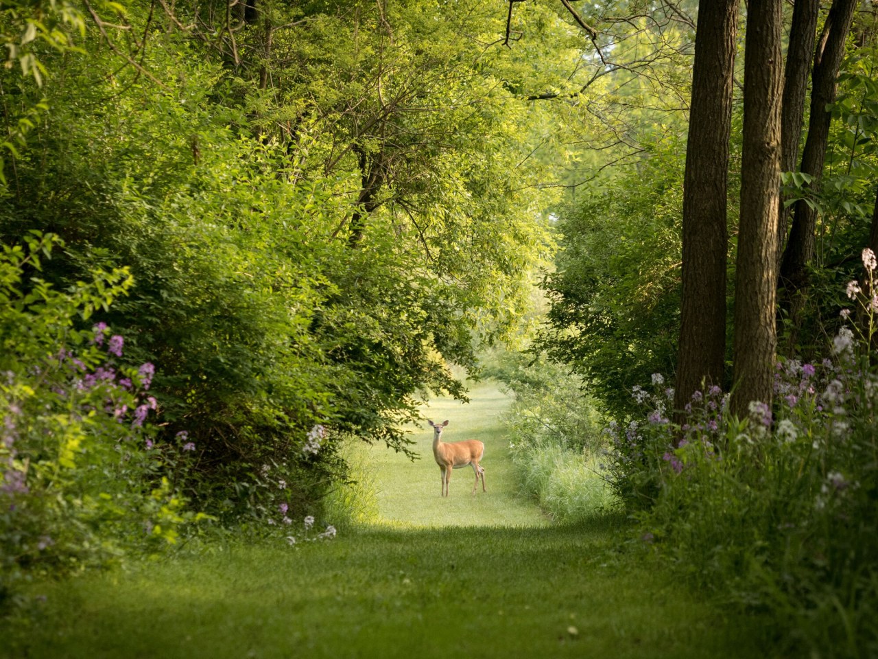 Harrison Trace Image 25