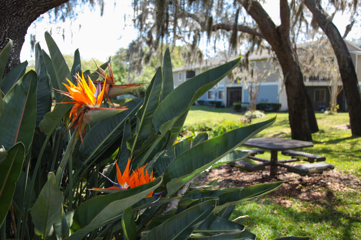 Agora at Port Richey Image 22
