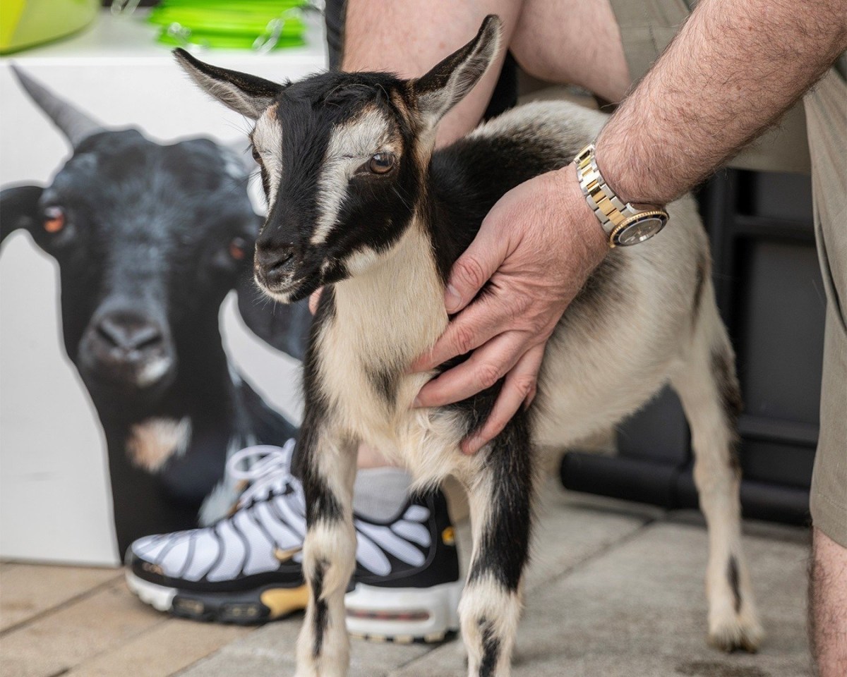 Goat Blocks Image 12