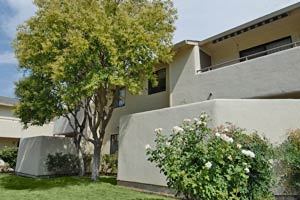 Larkspur Image 8