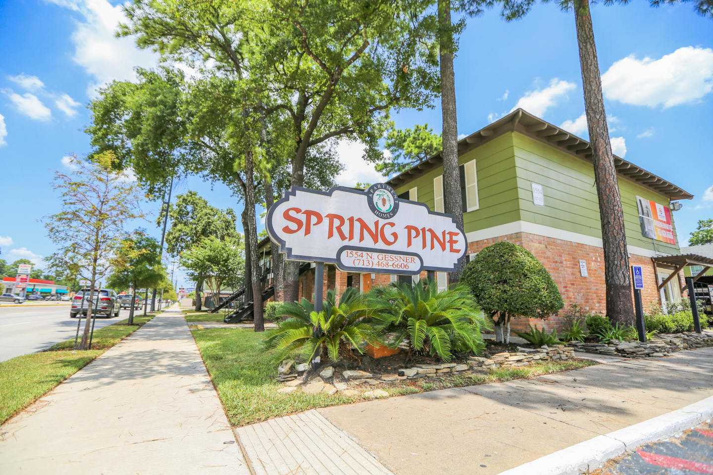 Spring Pine Image 28