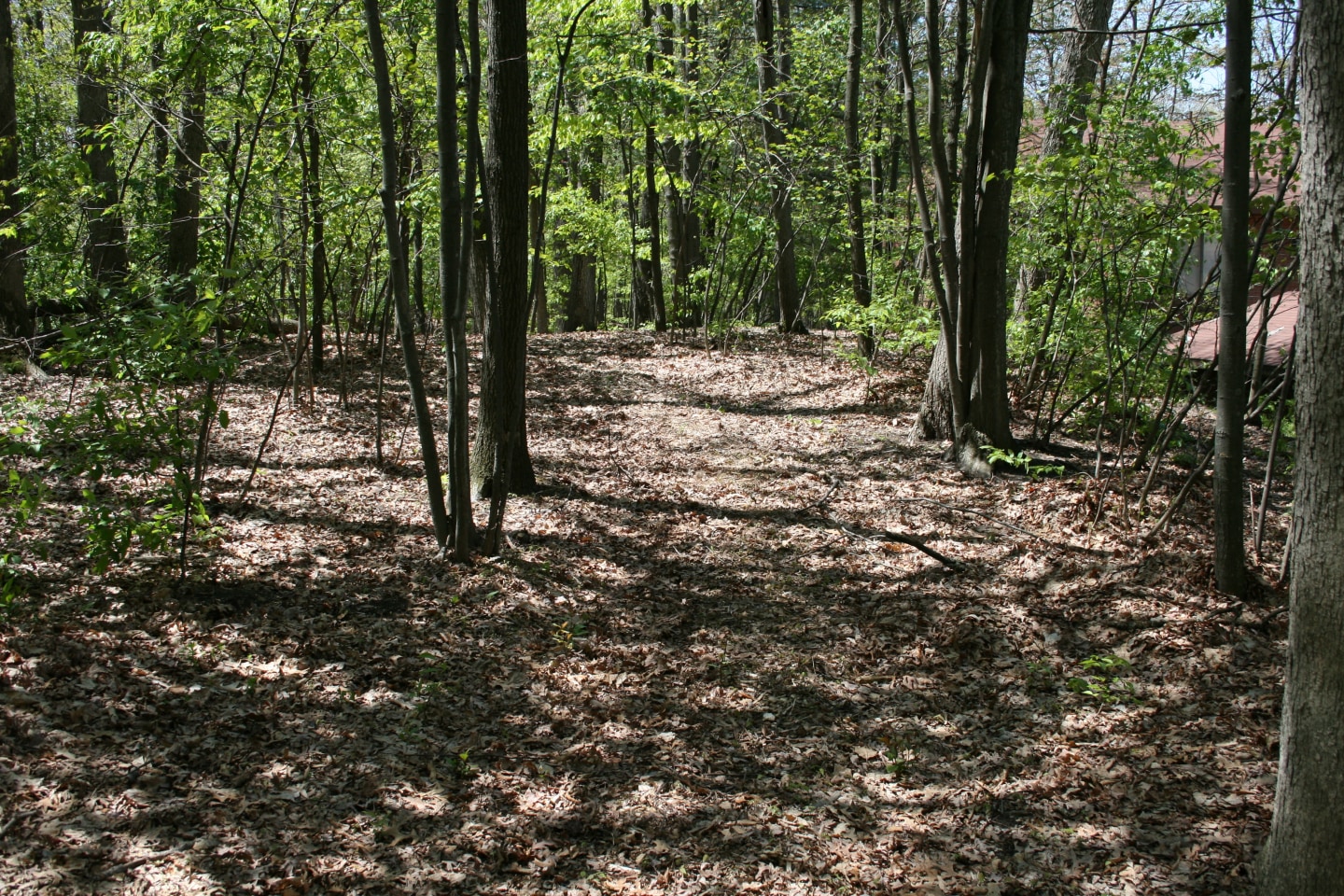 Deer View Image 32