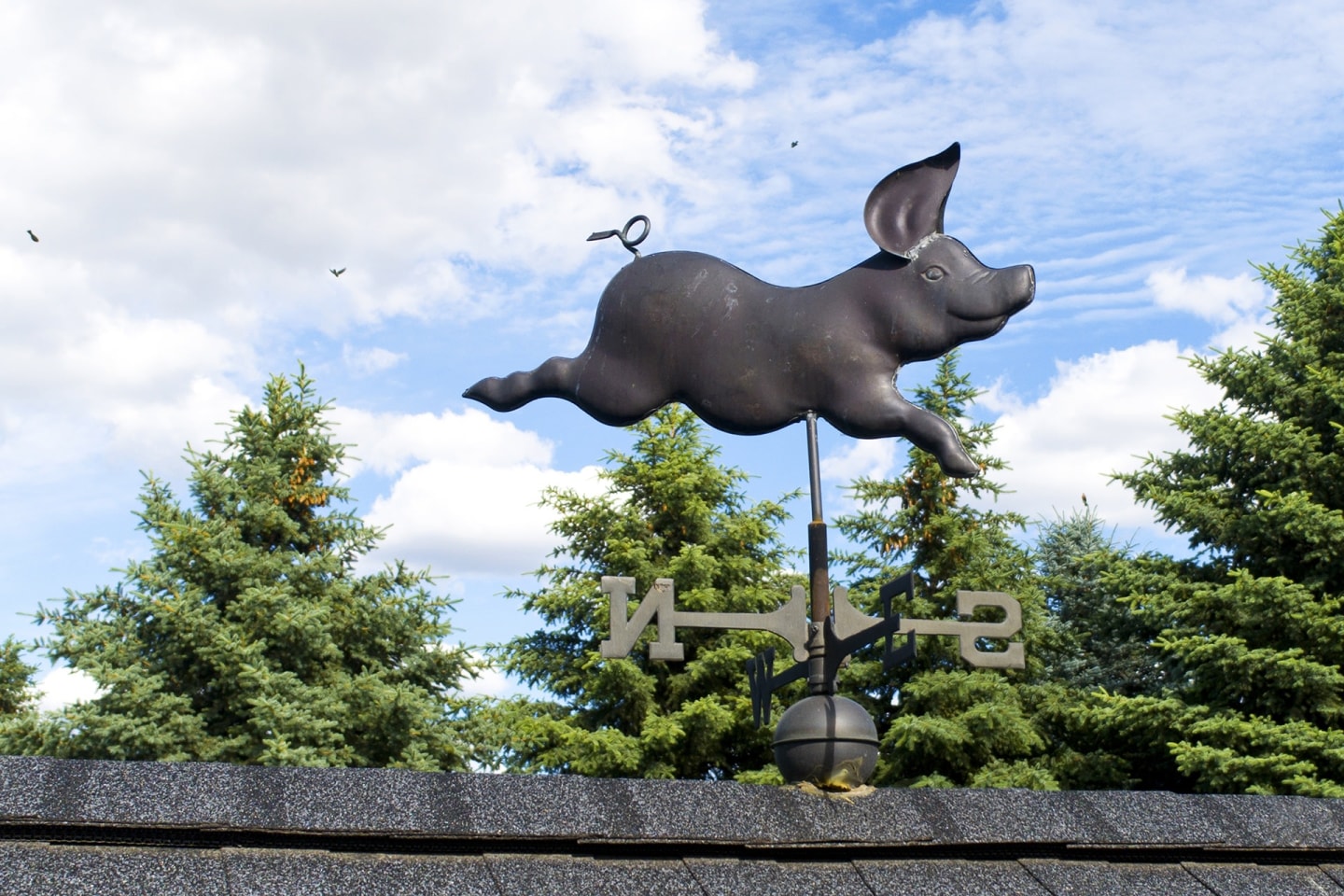 Whimsical Pig Image 22