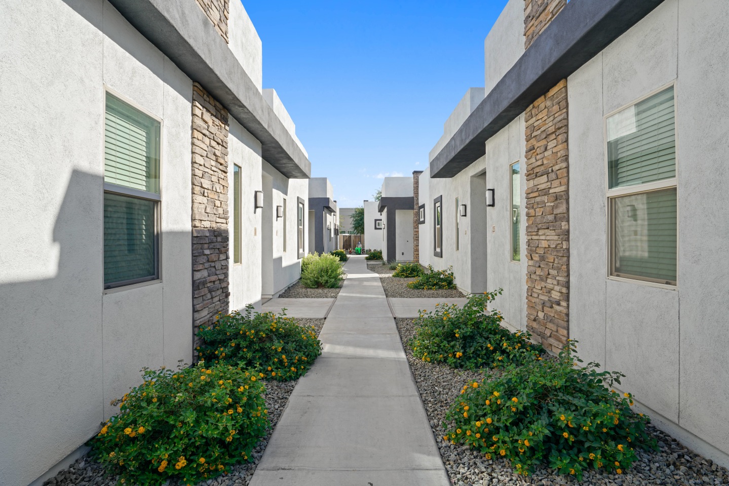 Olive Queen Creek Image 20