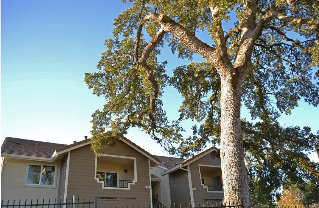 The Oaks at Hackberry Image 5