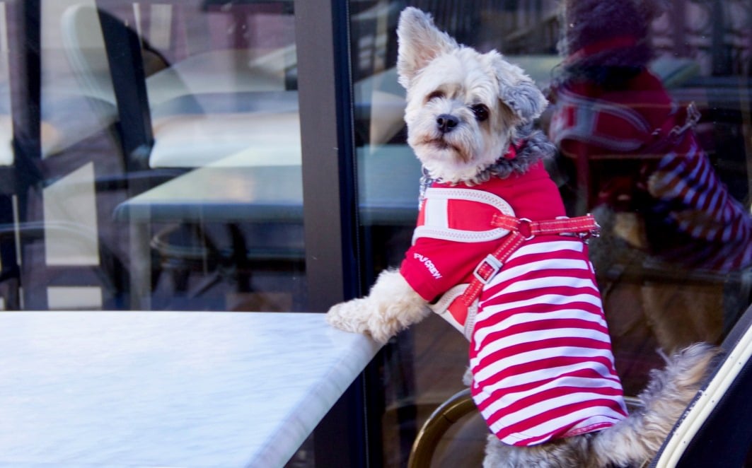 The Brody Image 24
