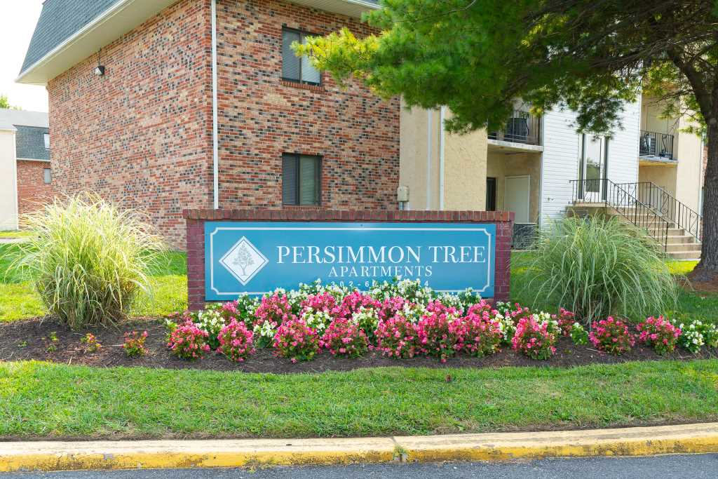 Persimmon Tree Image 7
