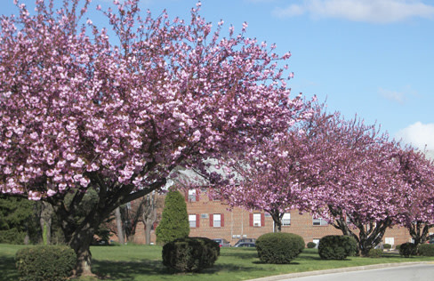 Colony Arms Apartments Image 12