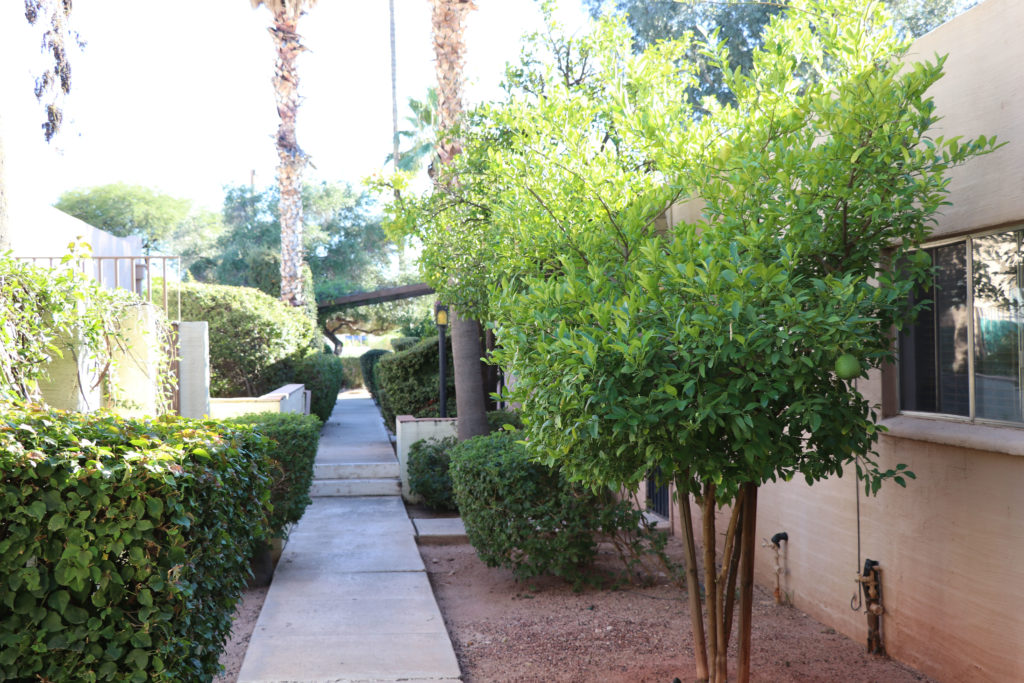 Palm Garden Image 17