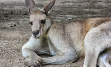 Le kangourou d’Australie, l’animal emblématique du pays