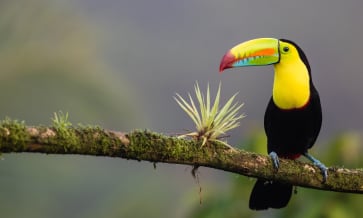 Toutes les activités à faire lors de votre séjour au Costa Rica