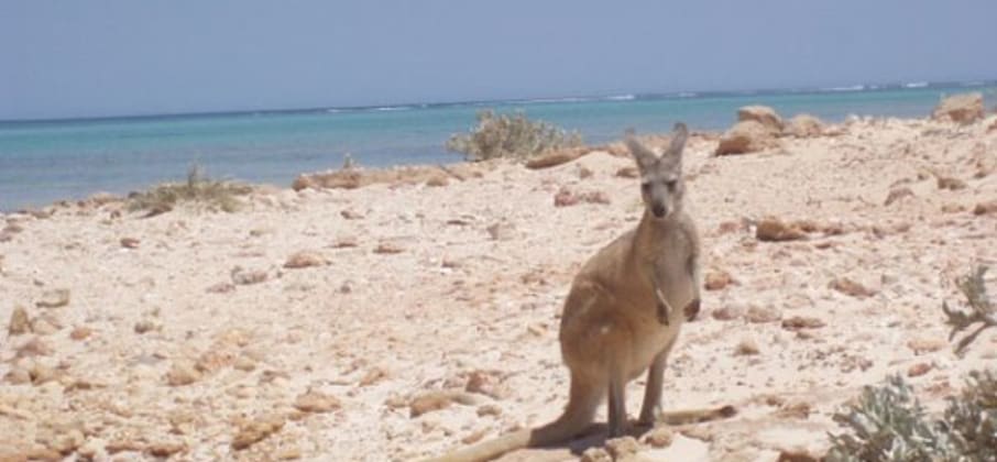 Le Top des activités en Australie