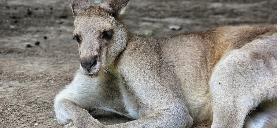 Le kangourou d’Australie, l’animal emblématique du pays
