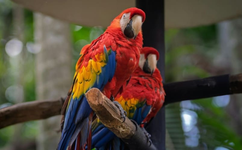 Immersion totale au Costa Rica