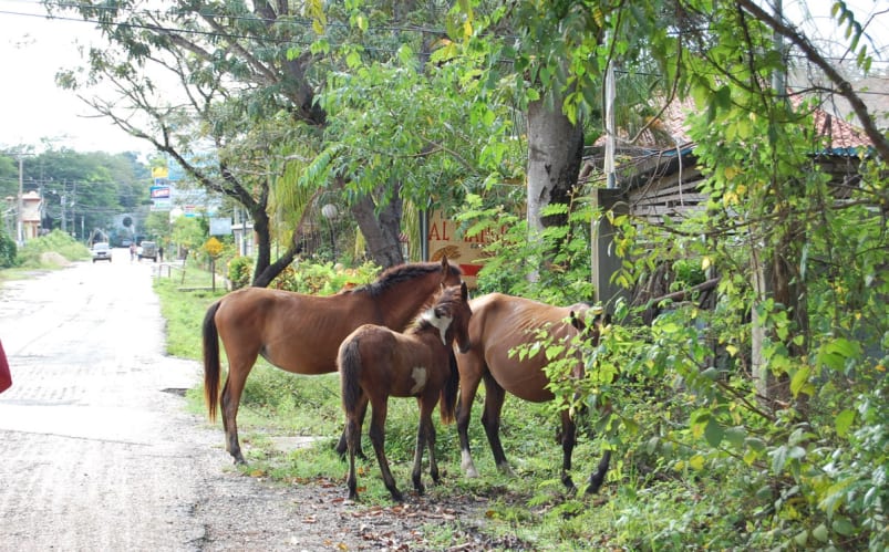 Costa Rica Experience