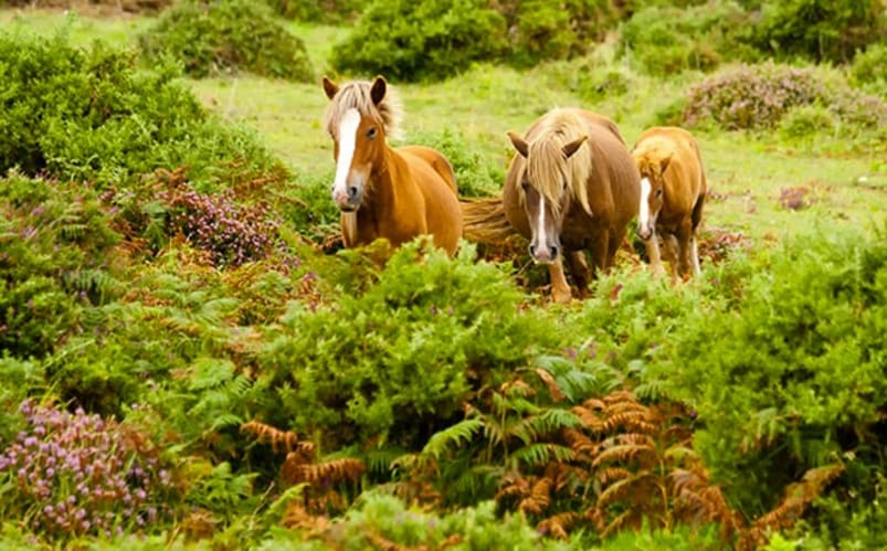 Horse Riding