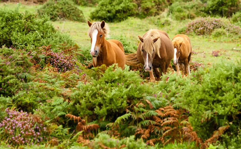 Équitation dans une famille irlandaise