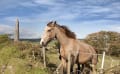 Équitation dans une famille irlandaise