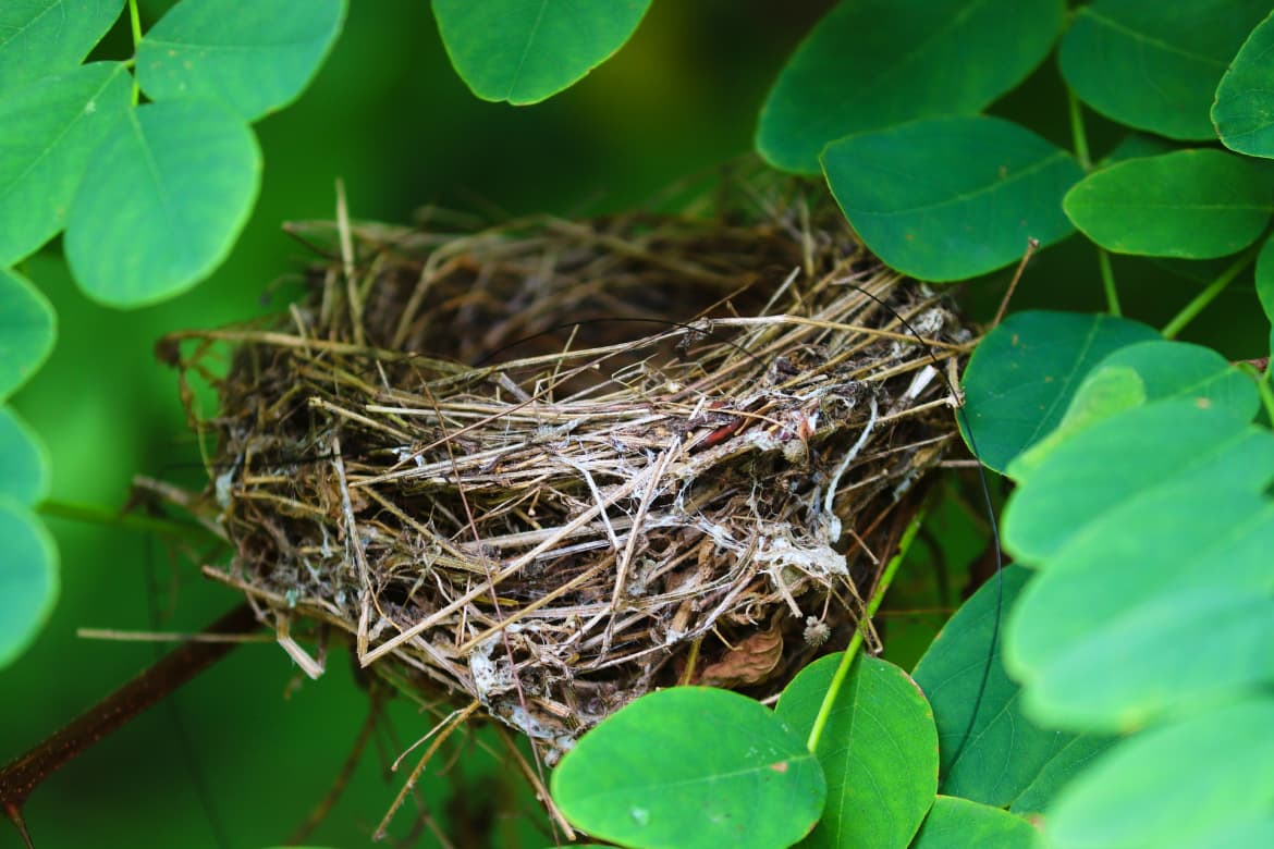 Nest-5525206-1920