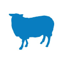 Blue Sheep Blue Sheep