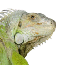 Seo Samba Seo Samba