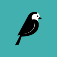 Wagtail Wagtail