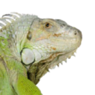 Seo Samba Seo Samba