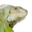 Seo Samba Seo Samba