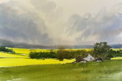 Fields Of Canola