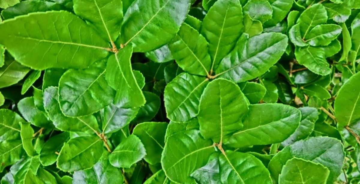 Traditional Thai Kapok Yoga Support Block Cushion Meditation Pillow Size 35 X 15cm (Black, Red