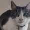 猫リラのアバター画像