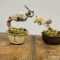 THE BONSAI ART 2026 Work Shop のアバター画像
