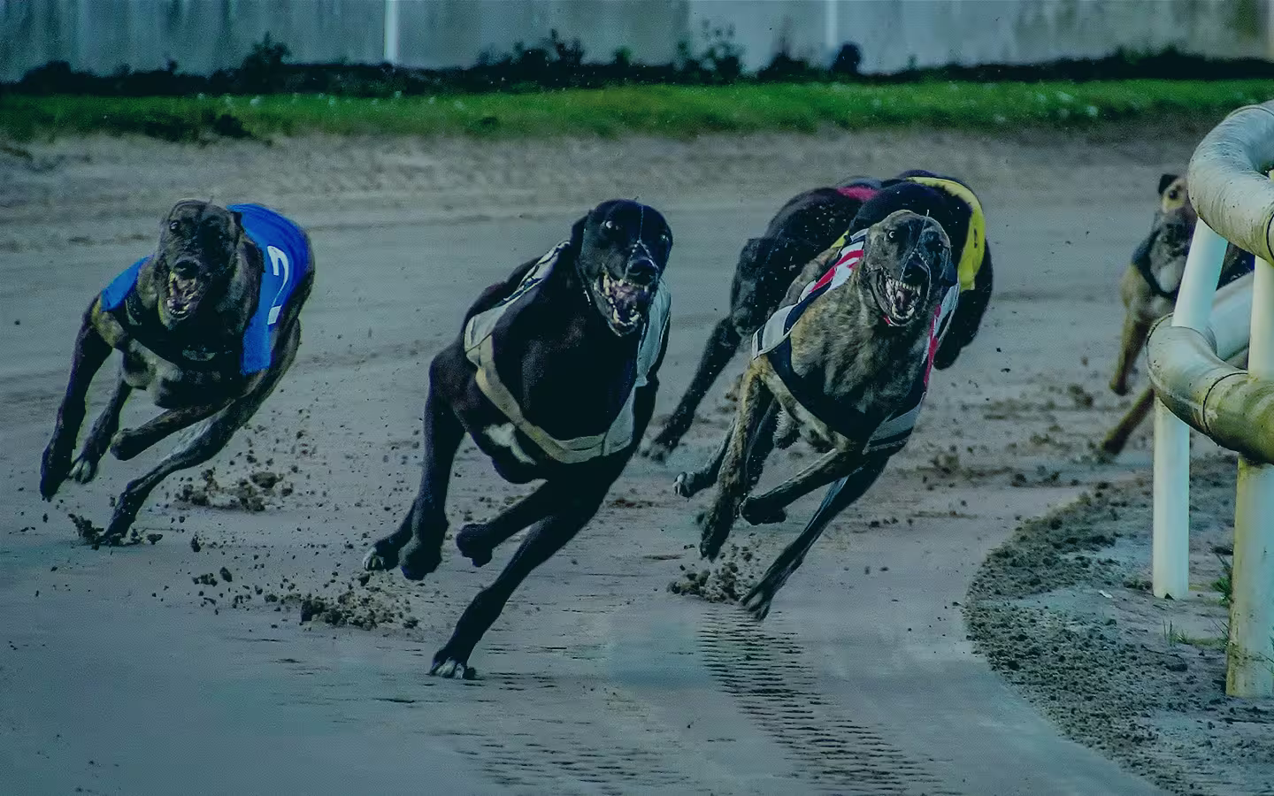 Corridas de galgos UK  Newcastle e Yarmouth 18/02/23