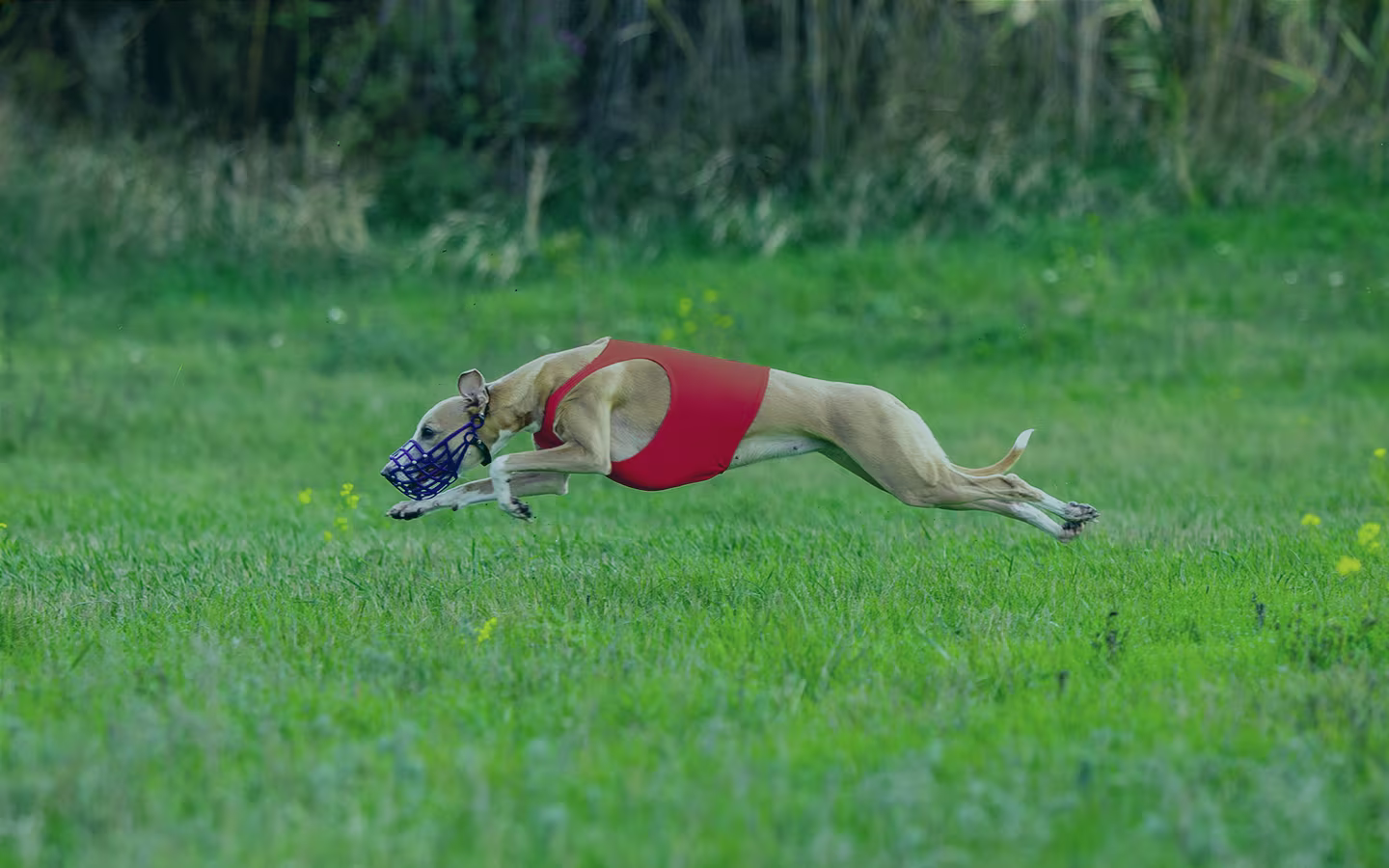 Como apostar em galgos na Bet365