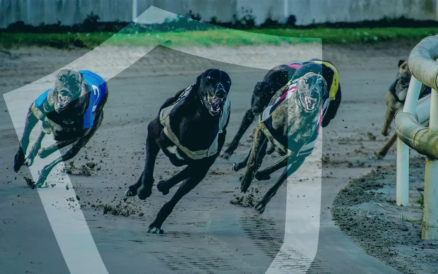 Corridas de galgos UK Sunderland 15/03/24