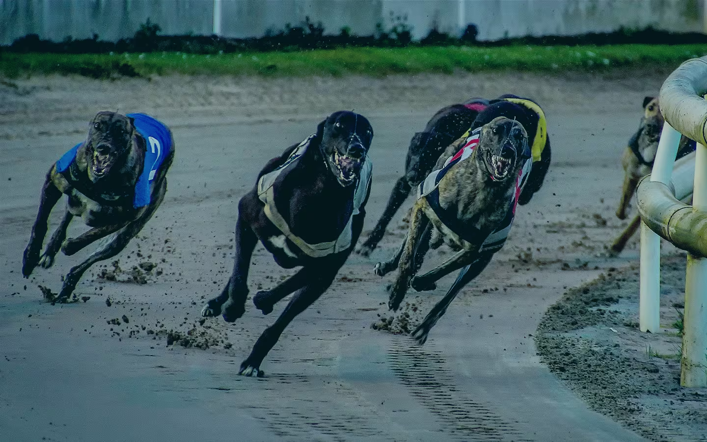 Corridas de galgos UK Newcastle 01/08/23