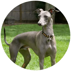 greyhound