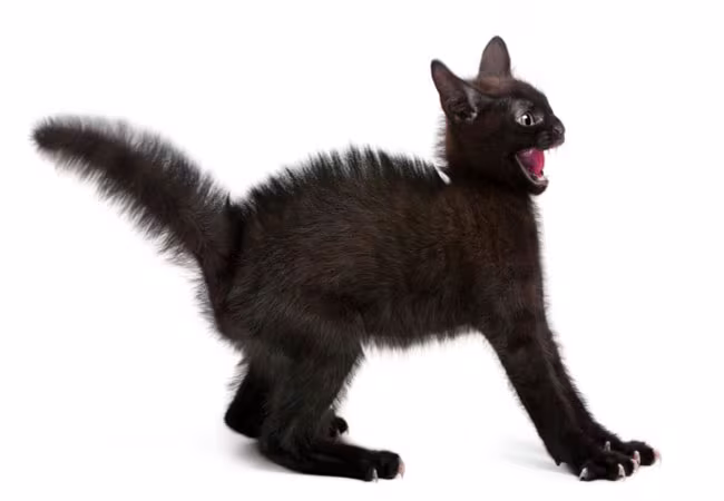 gato preto
